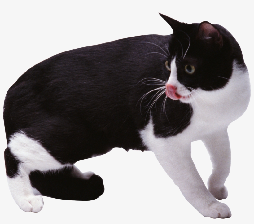 Cat, transparent png download