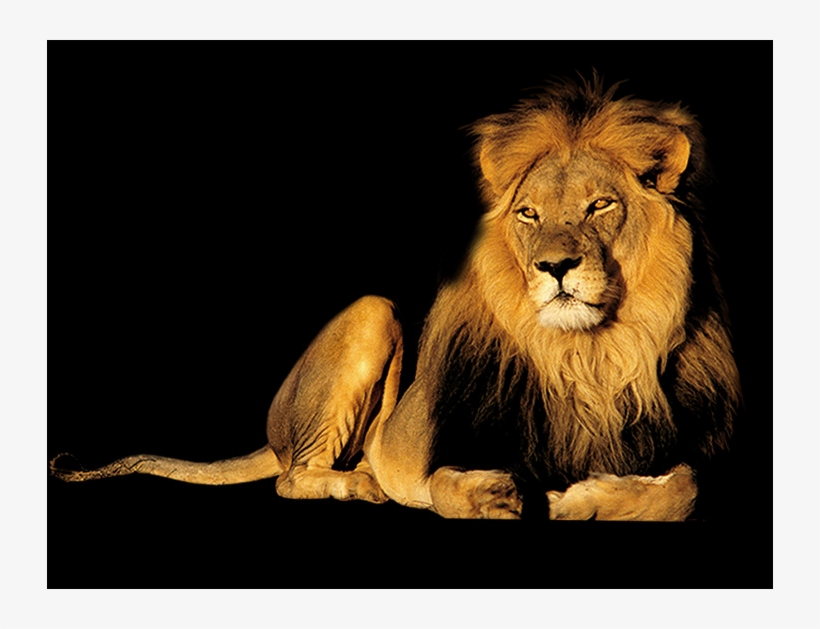 Animais Silvestres Png, transparent png download
