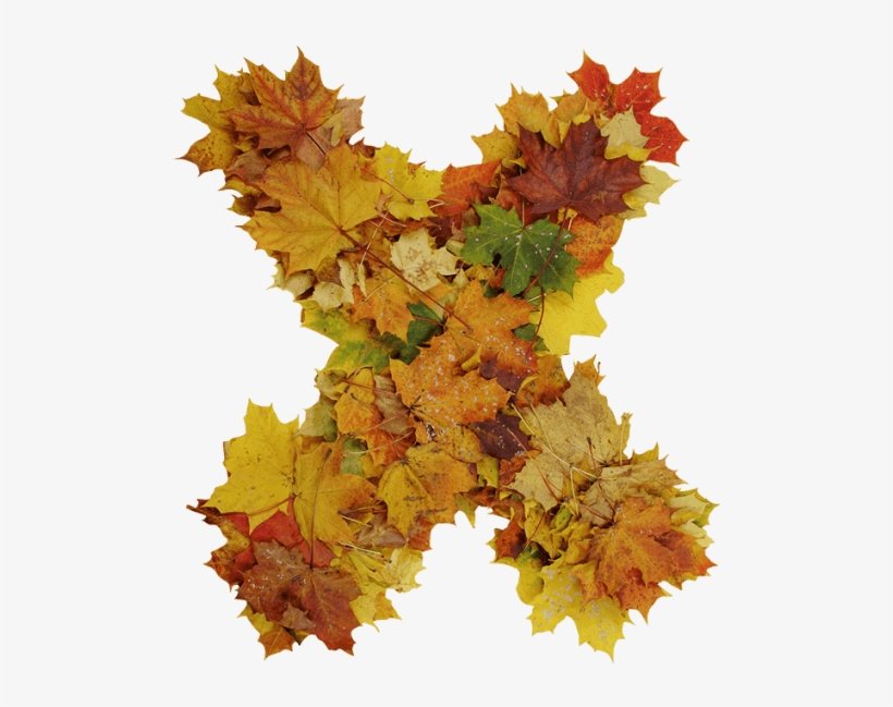 Buy Font To Get Ready For Design - Maple Leaf, transparent png download