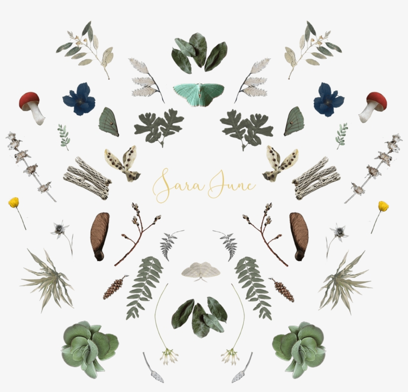 Omg-mushrooms - Insect, transparent png download