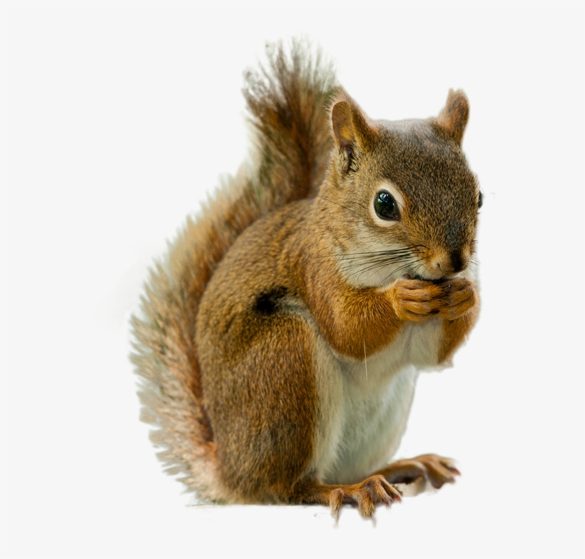 Squirrel Png Image - Squirrel Png, transparent png download