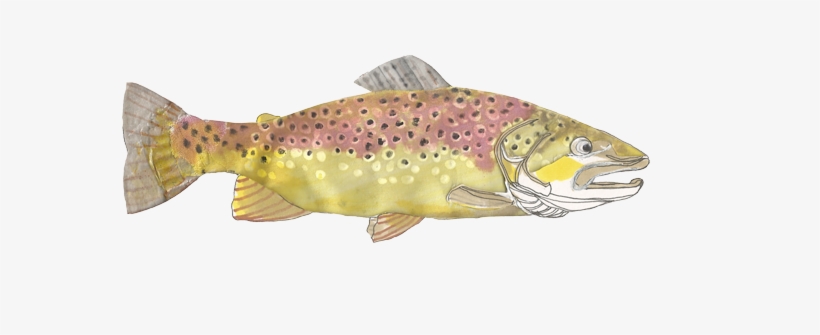 Slider Brown Trout Salmo Trutta - Coastal Cutthroat Trout, transparent png download