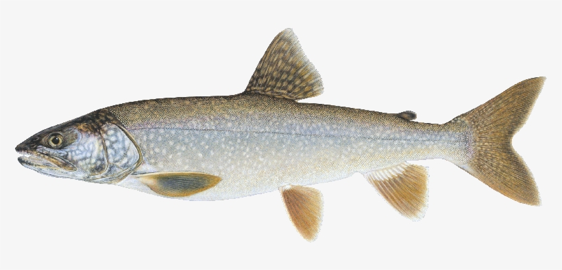 Lake Trout Maine, transparent png download