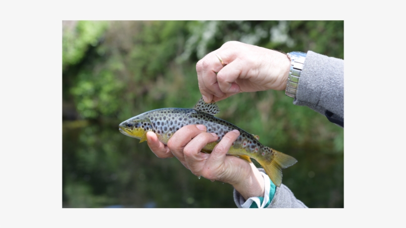 Trout And Salmon Magazine Visit To The Maigue Catchment - Trout, transparent png download