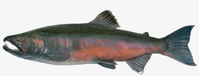 Http - //www - Fishbuoy - Com/images/images/fish Species - Sockeye Salmon, transparent png download