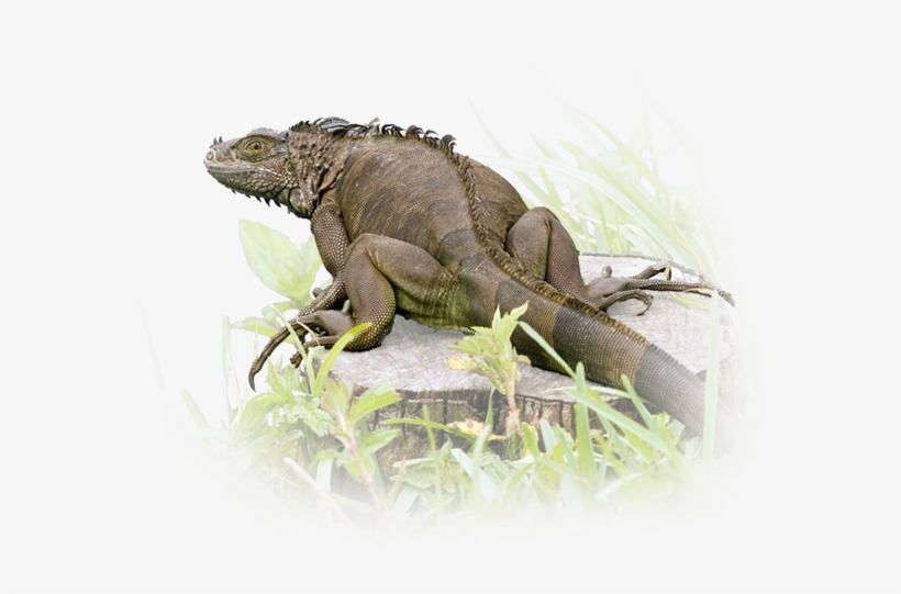 This Region Offers Some Of The Best And Most Easily - Green Iguana, transparent png download