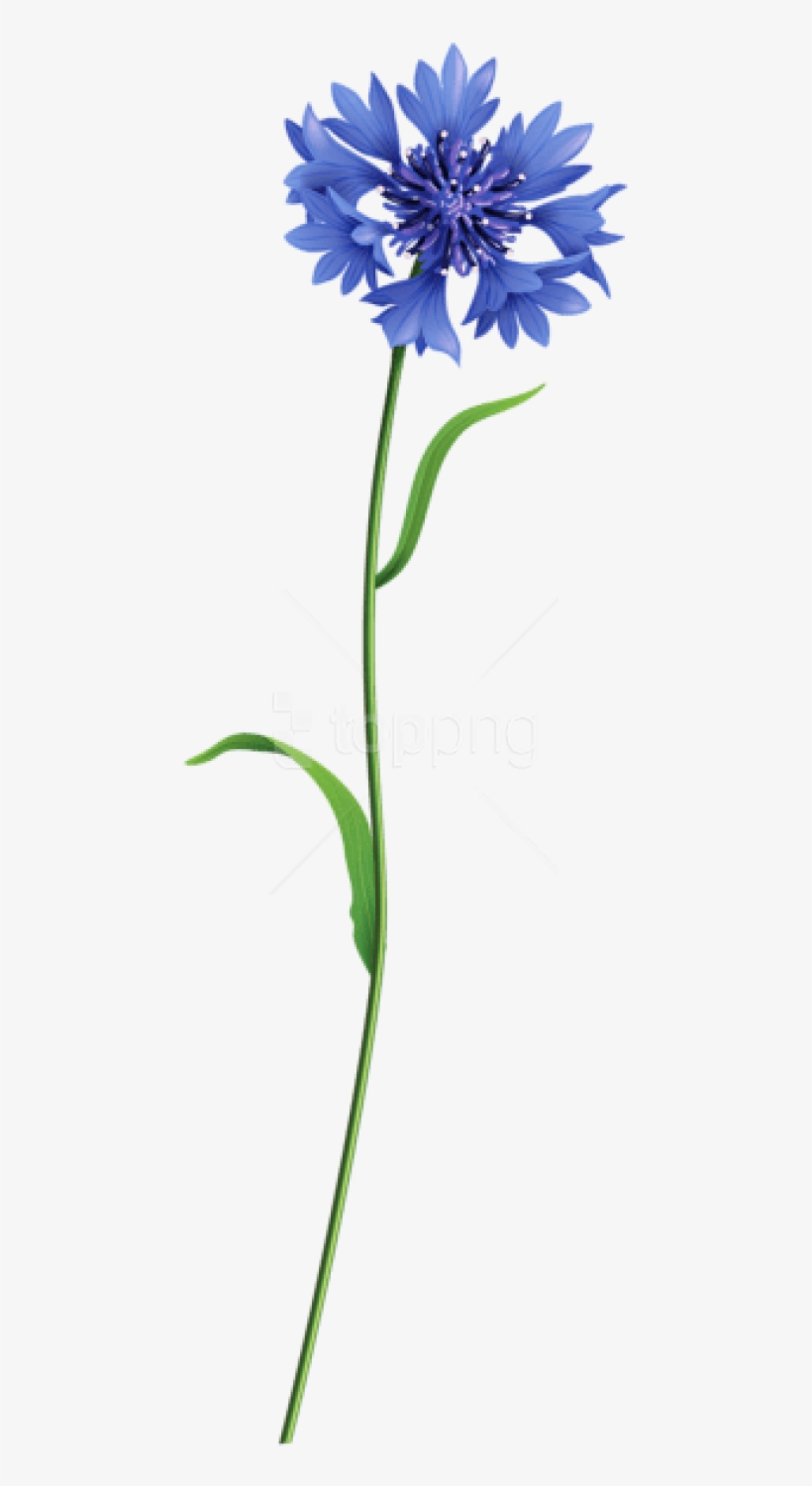 Free Png Download Blue Field Flower Png Images Background - Field Flowers Png Transparent, transparent png download