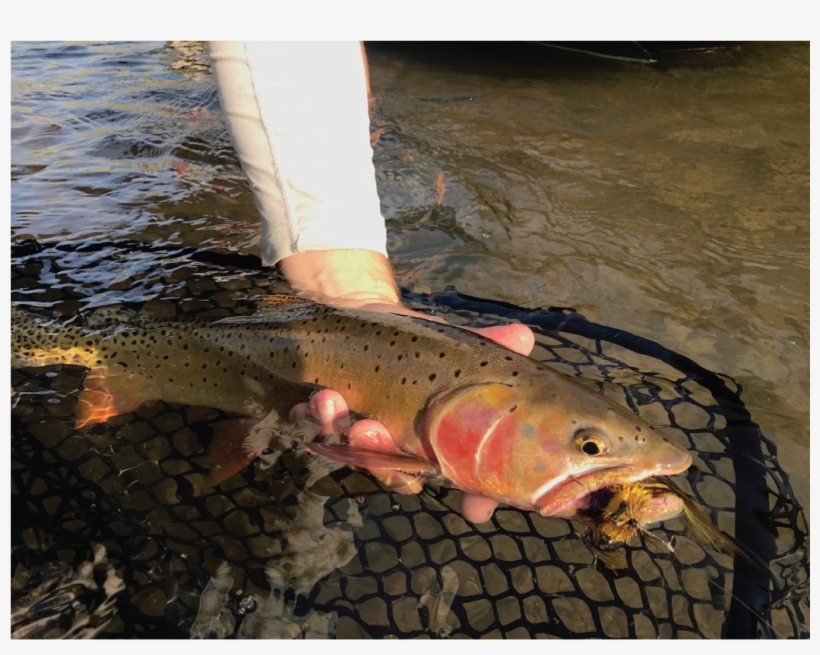 Trout, transparent png download