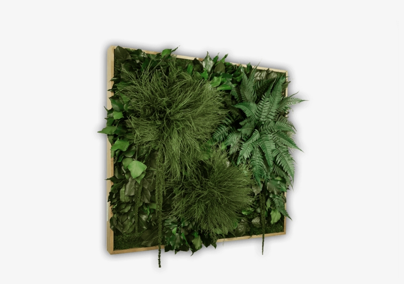Jungle 80x76cm Oblique - Sabal Palmetto, transparent png download