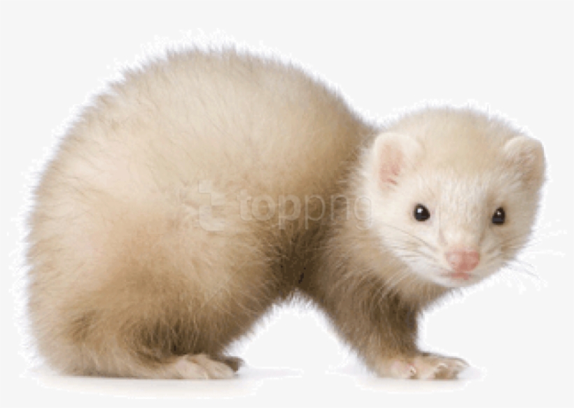 Free Png Images - White Ferrets, transparent png download