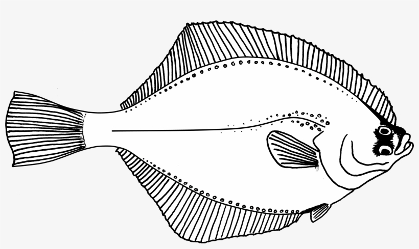 Flounder - Flounder Fish Drawing, transparent png download