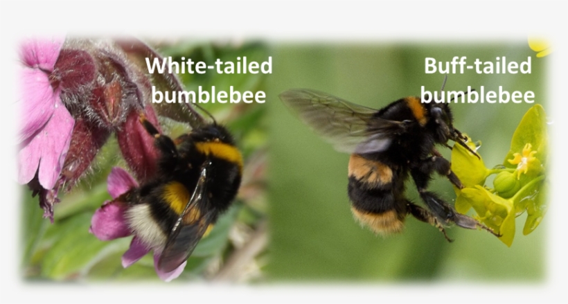 Identify Bumblebee Photos From Other Beewatch Users - Bumblebee, transparent png download