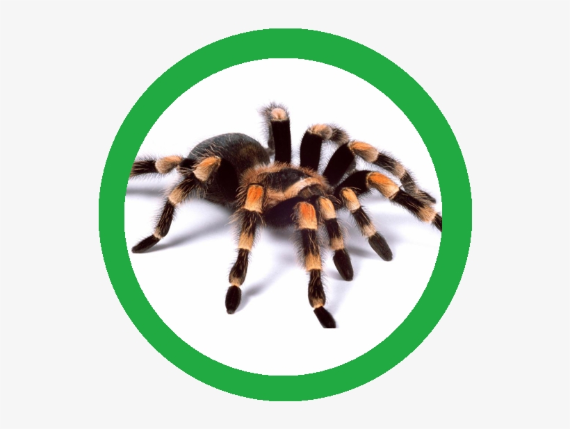The Tarantula Familiar Of Aust Nailo - Fear Of Spiders, transparent png download