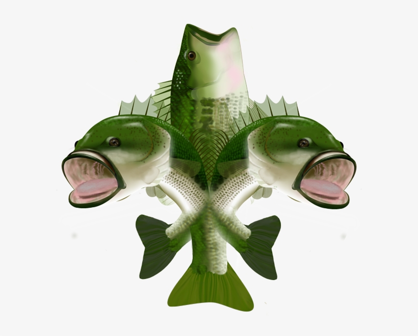 Bass Fish Png - Bass, transparent png download