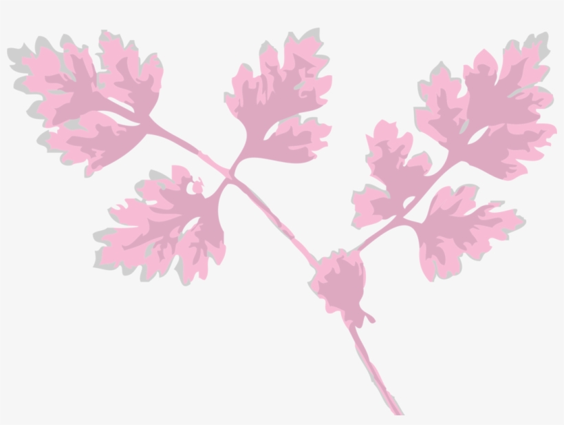 Chervil Leaf Herb Cow Parsley Petal - Folhas Rosa Png, transparent png download