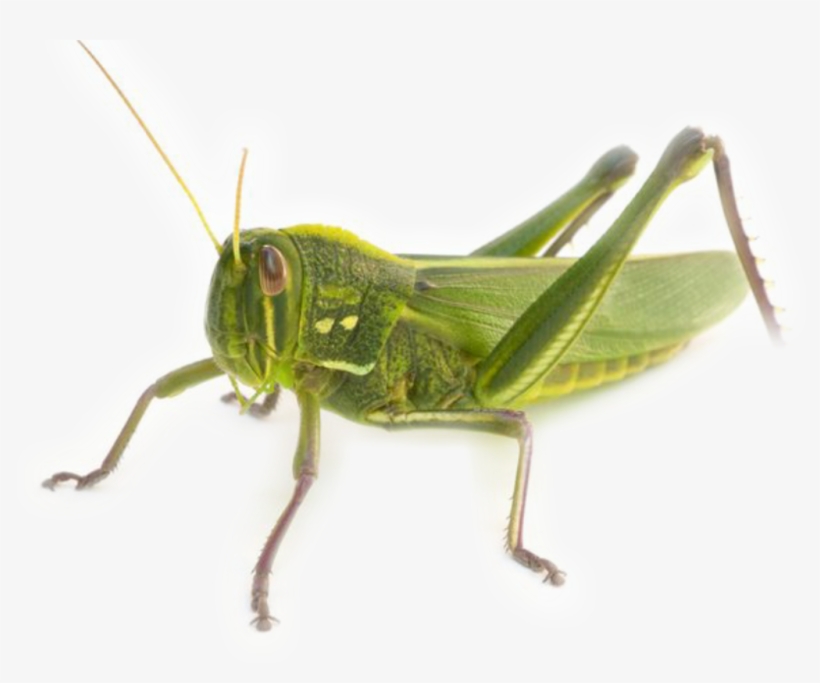 Grasshopper Number Of Legs, transparent png download
