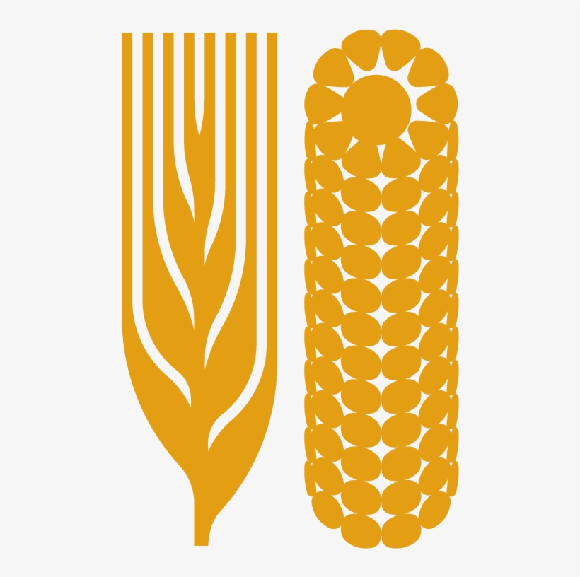 1330 X 880 1 - Corn Wheat Logo, transparent png download