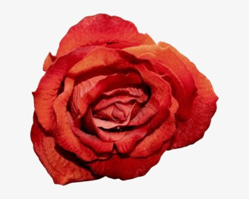Pngs For Moodboards Pngs - Garden Roses, transparent png download