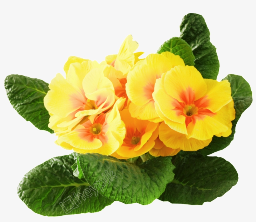 Flor Png - Primrose, transparent png download
