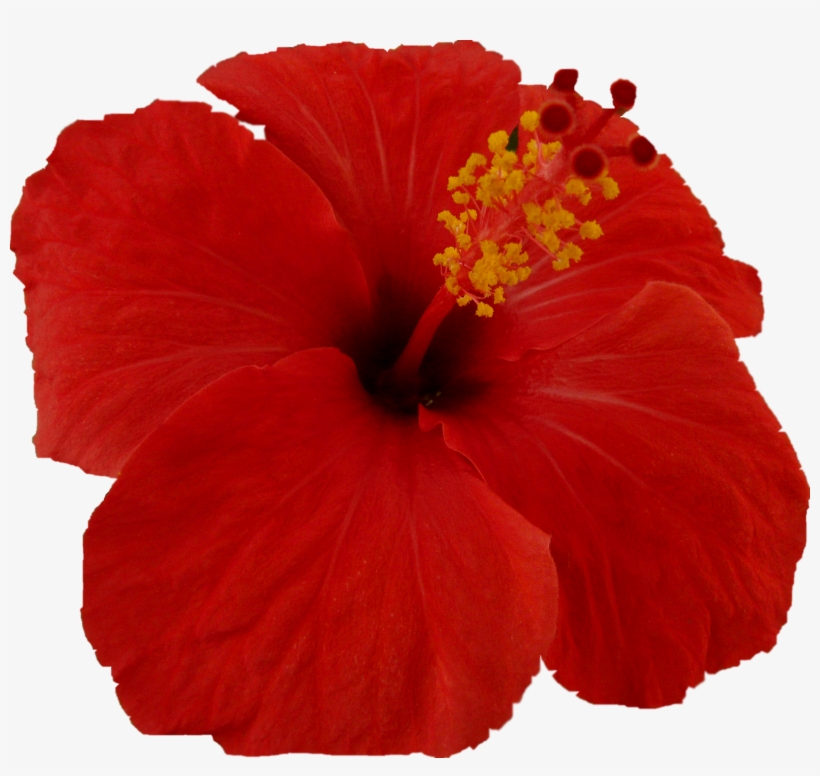 Flor, transparent png download