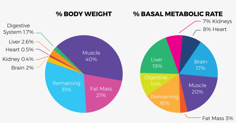 Muscle Mass Percentage And Metabolism - Gift Of Sight, transparent png download
