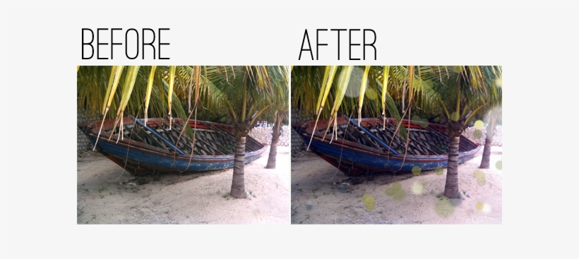 Labadee, Haiti - Attalea Speciosa, transparent png download