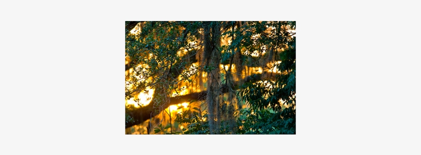 Spanish Moss Hanging From Branches Of Wall Art - Photographic Print: Spanish Moss Hanging From The Branches, transparent png download