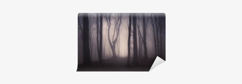 Dark Spooky Forest With Old Trees On Halloween Wall - Mural, transparent png download