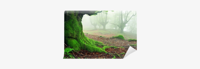 Closeup Of Tree Roots With Moss On Forest Wall Mural - Grass, transparent png download