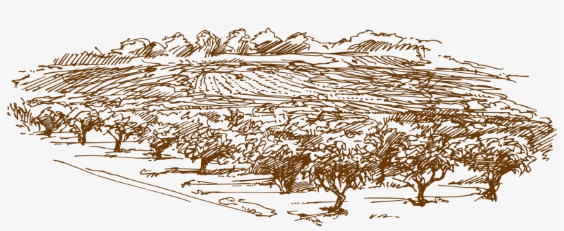 Vector Library Stock Forest Transprent Png Free Download - Wine, transparent png download