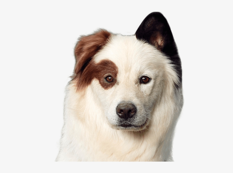 Stan - Dog Head Png, transparent png download