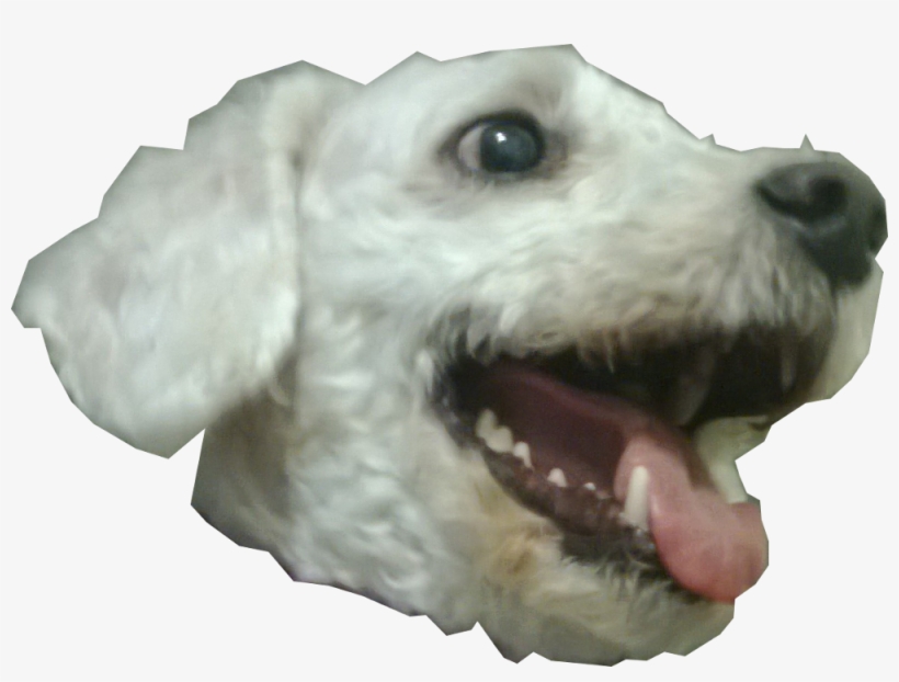 Dog Head Png - Companion Dog, transparent png download
