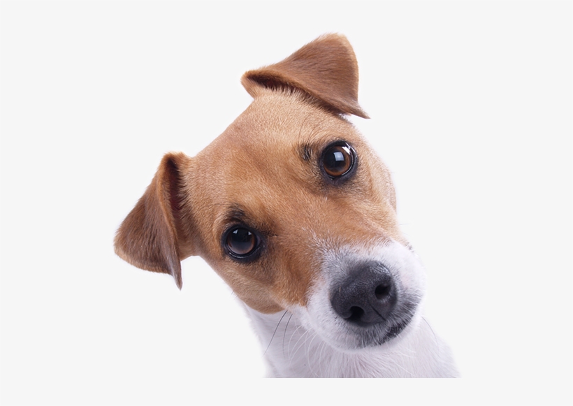 Dog Insurance Coverage - Berkley & Jensen All-natural Small Dog Biscuits,, transparent png download