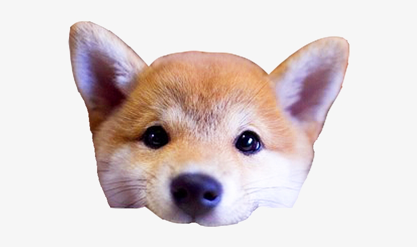 Shiba Dog's Head Messages Sticker-10 - Cute Akita Inu Puppies, transparent png download