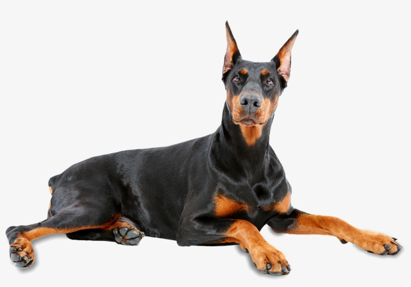 Doberman Pinscher - Doberman Pinscher. Doberman Pinscher Complete Owners, transparent png download