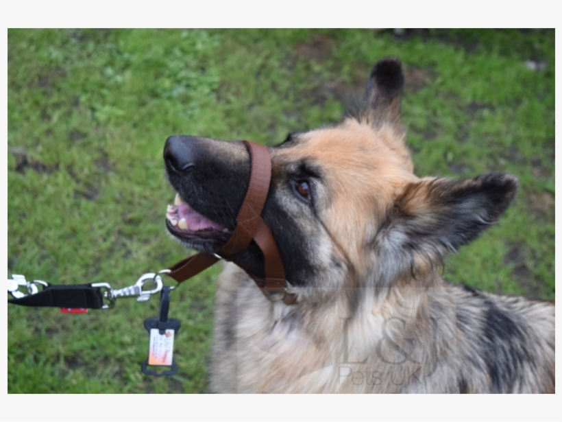 padded dog head collar