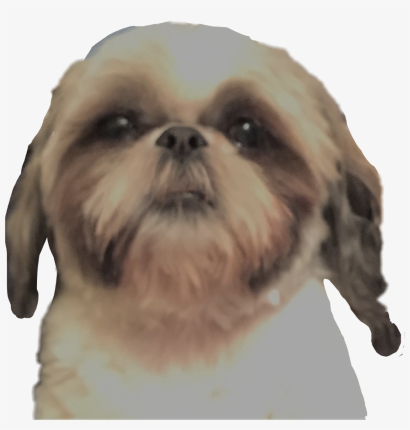 Dog Shihtzu Little Dog Dog Head Shaggy Dog Shaggy Dog - Chinese Imperial Dog, transparent png download