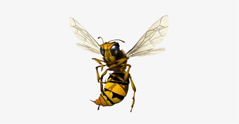 Hornet, transparent png download
