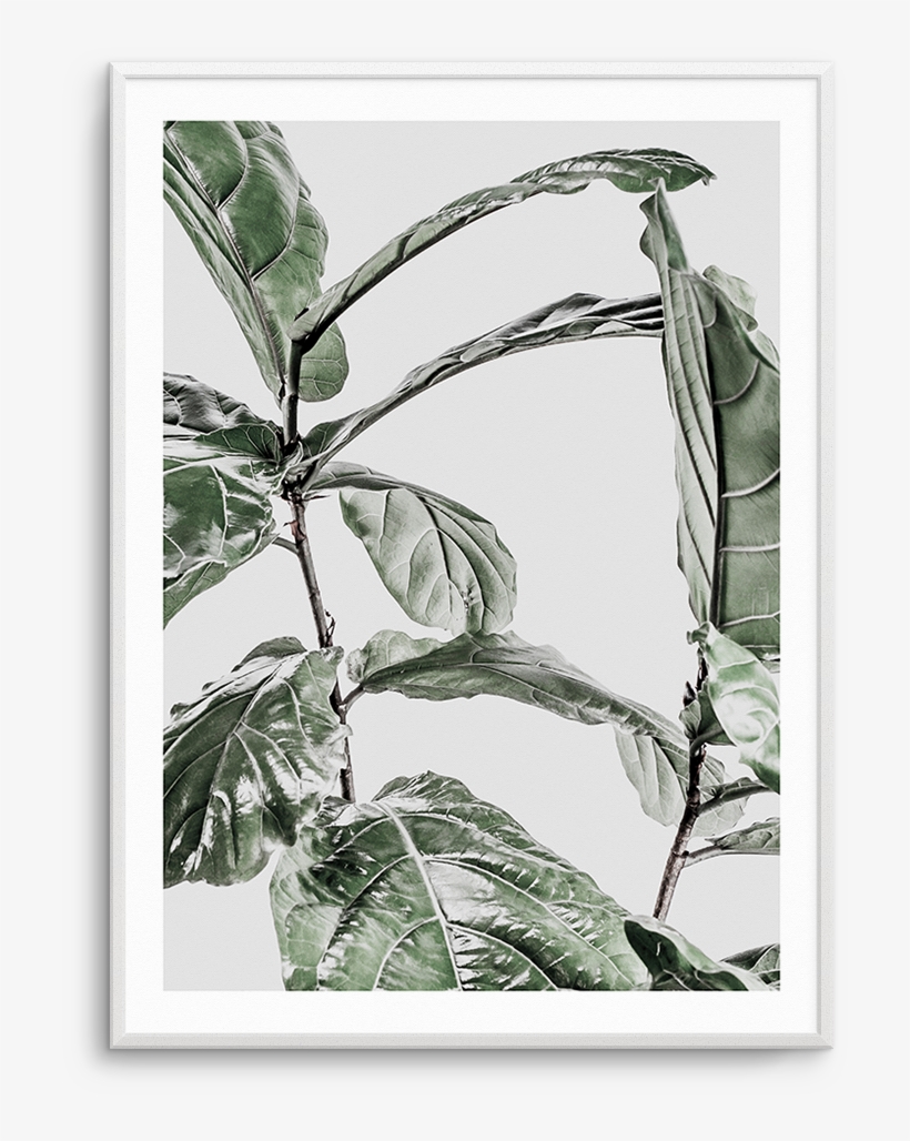 Clip Art Freeuse Download Abstract Fiddle Fig I Ficus - Poster, transparent png download