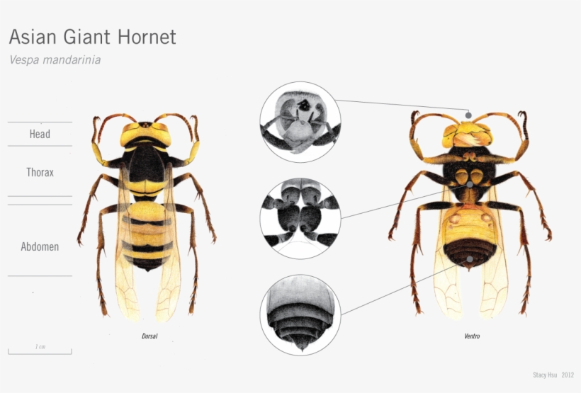 Image - Japanese Giant Hornet Anatomy, transparent png download
