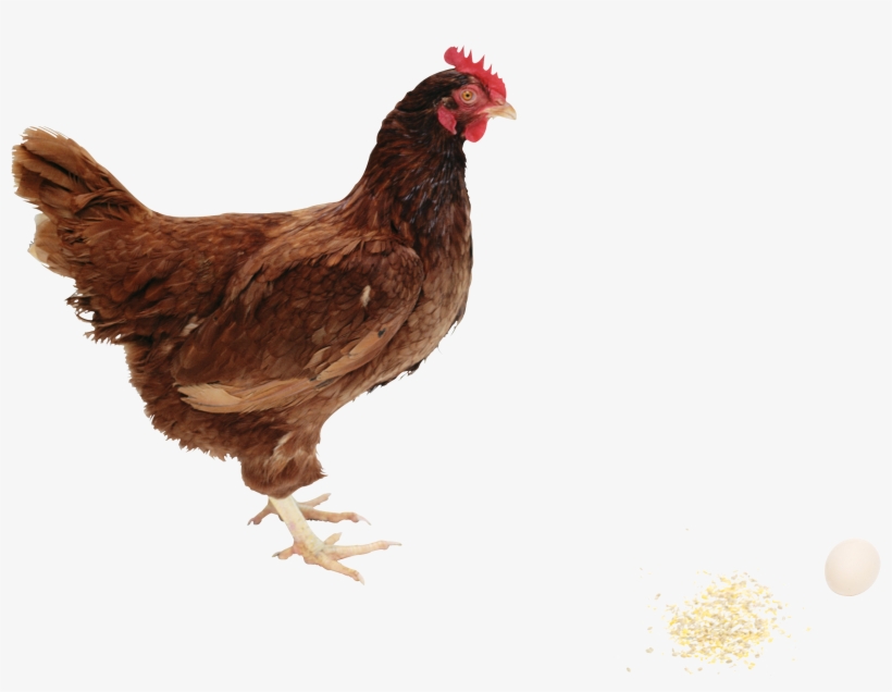 Chicken Clipart Hd Png Images - Hen Png, transparent png download