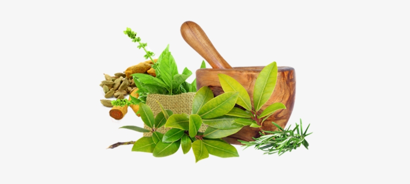 Sustenance Of Health Is Central To The Well Being Of - Herbs: 50+ Natural Antibiotics And Remedies That Heal, transparent png download