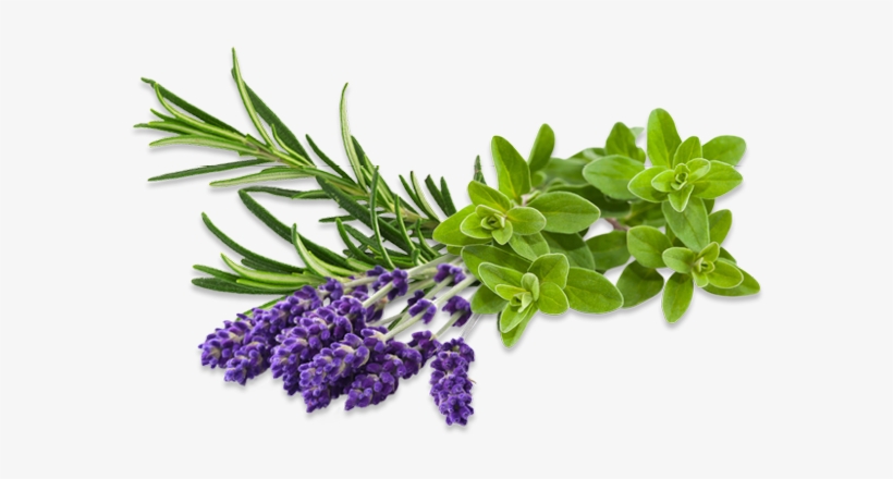 Bild1 - Click And Grow Pflanzensamen Majoran, transparent png download