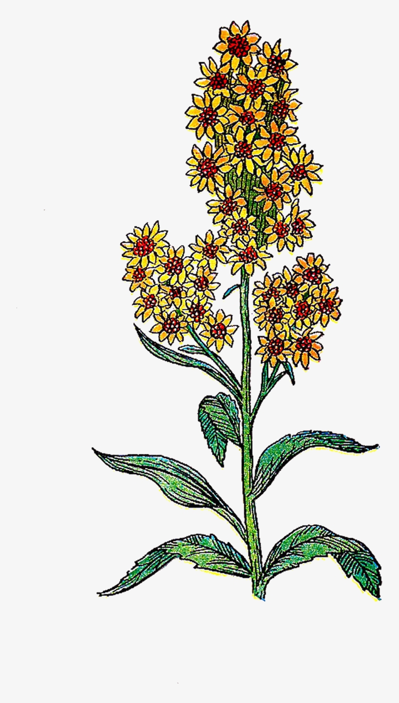Herb - Art Print: Pop Ink - Csa Images' Yellow Flower, 61x41cm., transparent png download