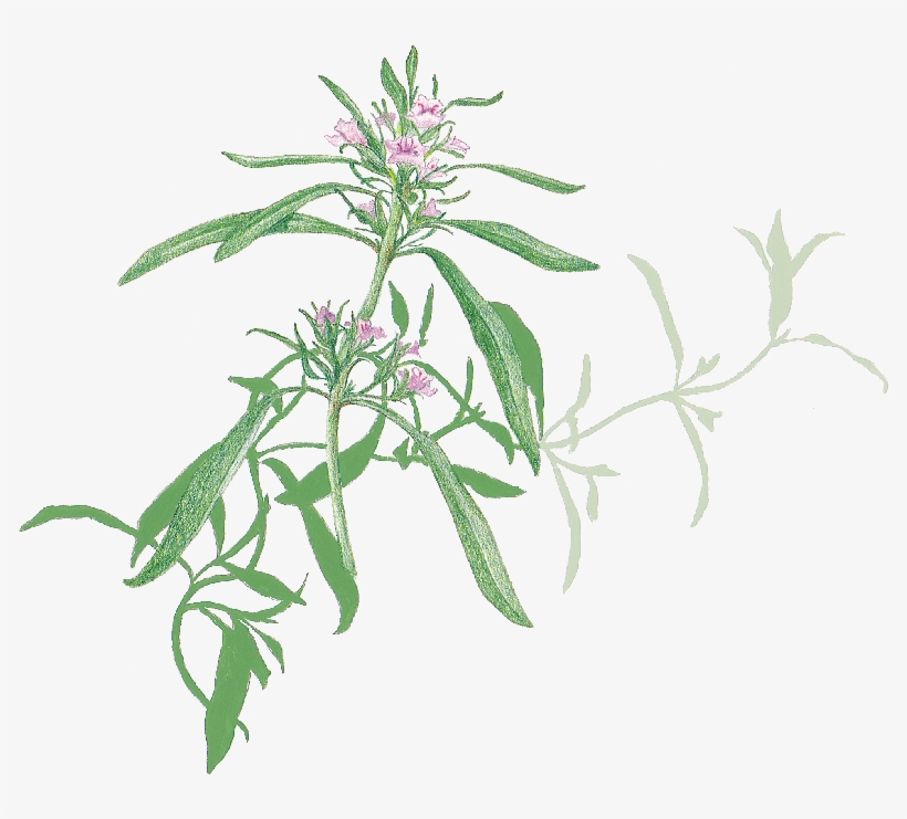 Herb, transparent png download