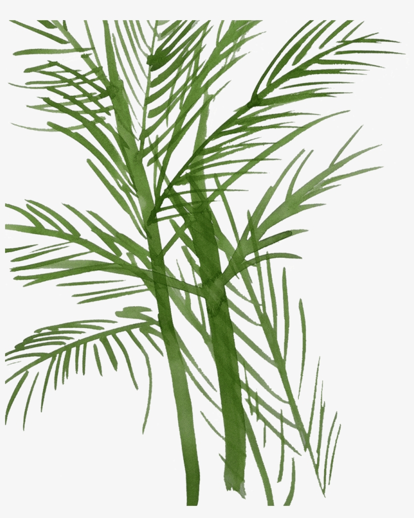 Palm Fronds - - Pond Pine, transparent png download