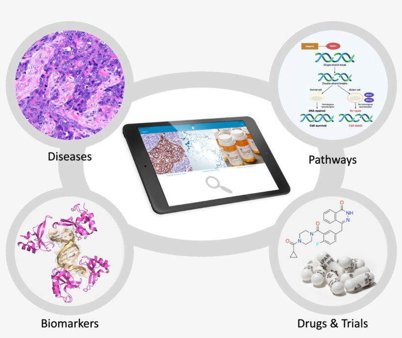 Users "crosswalk" Through Tumor Images, Explanatory - Precision Oncology And Pathologist, transparent png download