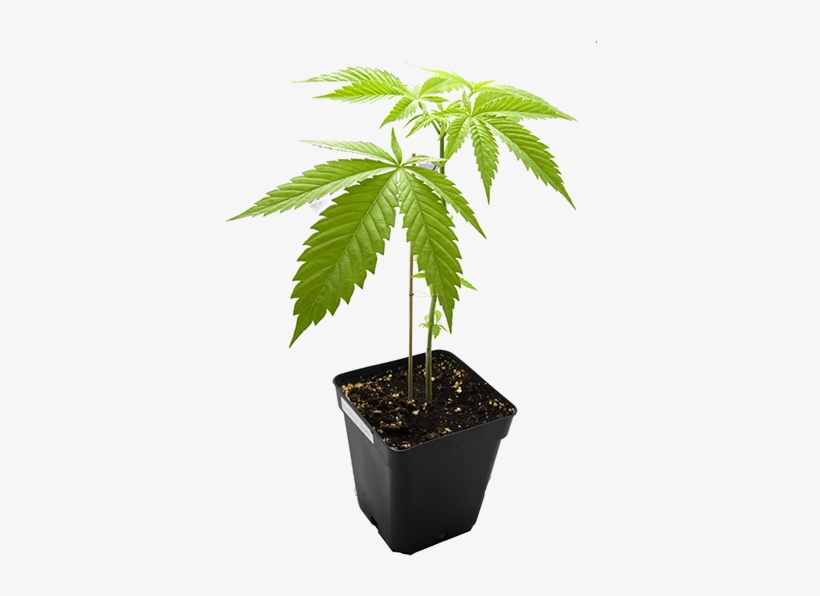 Colorado - Cannabis, transparent png download