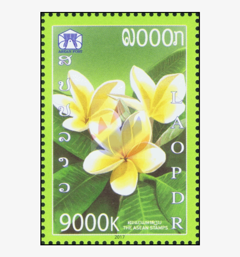 Frangipani, transparent png download