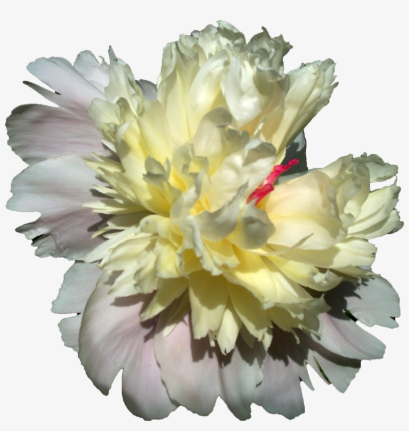Go To Image - Peonies Yellow Png, transparent png download